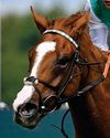 Horse & Hound