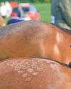 New welfare rules include updated rider size guide New welfare rules include updated rider size guide0
