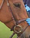 Debate welcomed on noseband research0