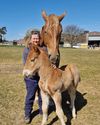Heavy horse stud manager9