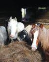 59 horses rescued in one of RSPCA's largest cases, of 'wanton neglect'4