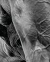 New foal levy to help protect all thoroughbreds' welfare3