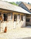 Choice stabling23