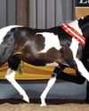 Lucky Charm's supreme glory20