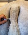 Owners urged to act after strangles increase3