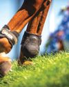 New rule for blood on horses proposed for showjumping1