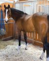 Enrichment can improve horses time in stables, research finds2