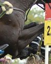 Changes to flag penalties and double bridle rules proposed2