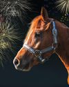 Top names back firework call but Government remains unmoving5