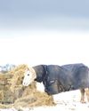 Winter weight-watch12