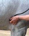 Proposed veterinary reforms could affect the equine sector0