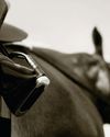 WHAT'S NEW in the veterinary world? WHAT'S NEW in the veterinary world?12