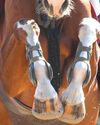 New FEI showjumping blood rule approved New FEI showjumping blood rule approved0