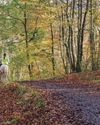 Charges for lorry parking after woods permits axed Charges for lorry parking after woods permits axed3