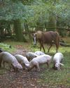 Horse & Hound