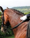 Rules allowing voice aids in dressage are welcomed2
