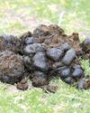 Warm summer saw a rise in worm egg count results2