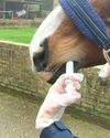 Warning on use of sedation after owner poisoned Warning on use of sedation after owner poisoned4