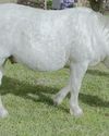 PONY problems PONY problems8