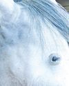 Horse & Hound