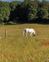 Horse & Hound