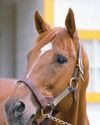 Horse & Hound