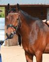 Horse & Hound