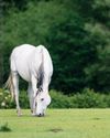 Horse & Hound