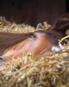 Horse & Hound