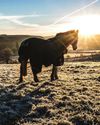 Horse & Hound