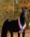Horse & Hound
