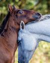 Horse & Hound