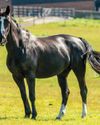 Horse & Hound