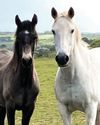 Horse & Hound
