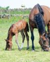 Horse & Hound
