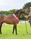 Horse & Hound