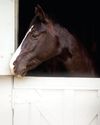 Horse & Hound