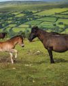 Political parties unite to condemn any cull of Dartmoor hill ponies1