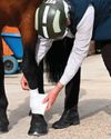 Owners lack confidence on how best to treat equine wounds4