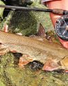 Unsung fish The Field