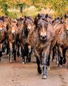 Conservation on the hoof The Field