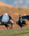 Black grouse lek spotted on North York Moors1