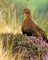 There's no silver bullet for grouse The Field
