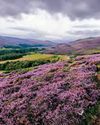 City-sized areas of moorland disappearing, new report finds The Field
