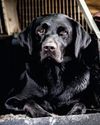 A canine comfort zone A canine comfort zone25