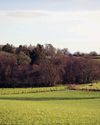 The Field