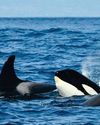 Orca sink yacht in Strait of Gibraltar