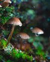 Flash fungi in forests