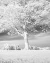 Take infrared photos on a tight budget