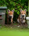 How to master... Wildlife photography